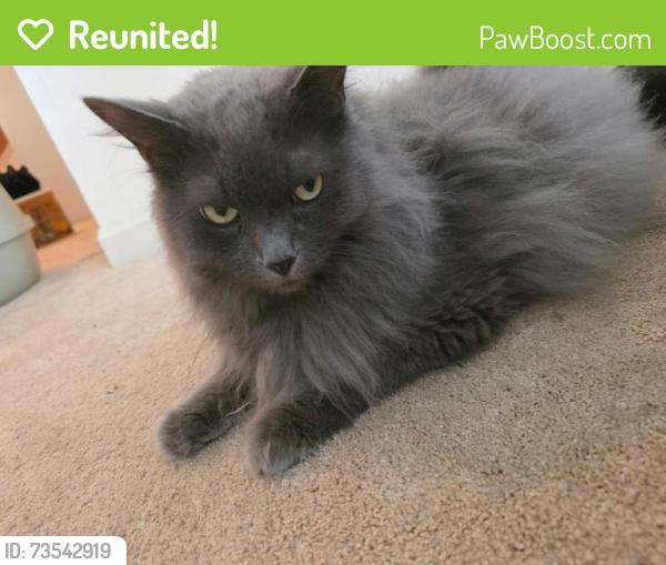 Reunited Male Cat last seen Innisfree, Cincinnati, OH 45255