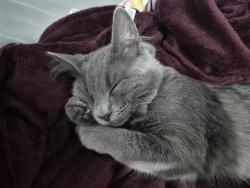 Lost Male Cat last seen Near Black Forest Road, Wyndham Vale, VIC 3024