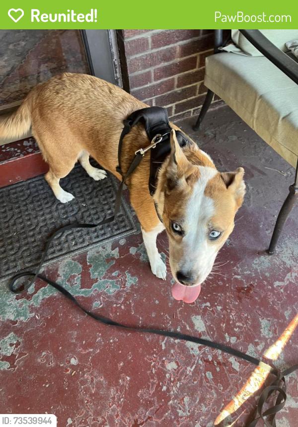 Reunited Female Dog last seen 35th street, Louisville, KY 40212