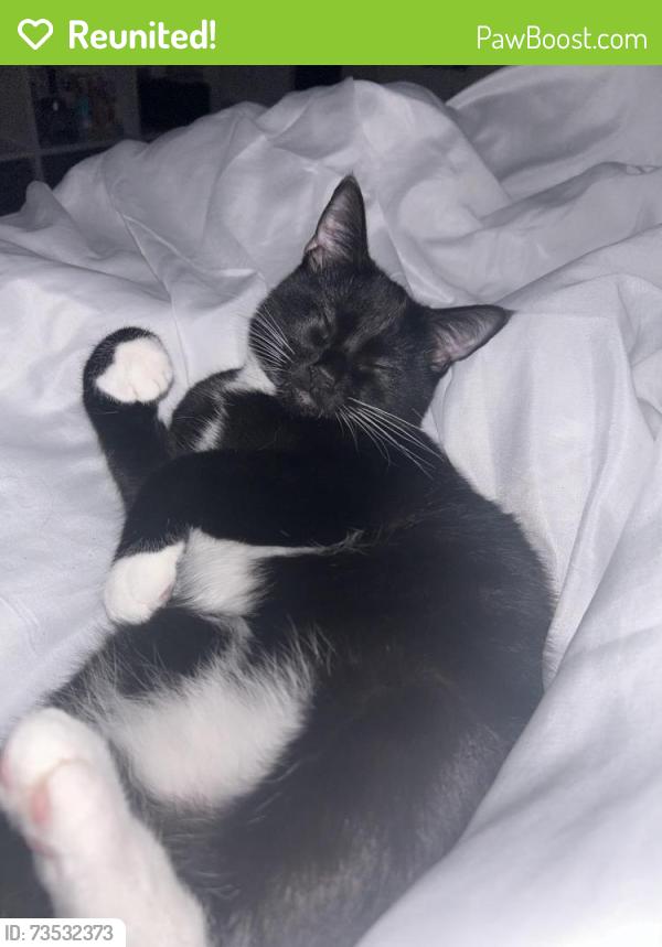 Reunited Female Cat last seen Pethybridge road or Stanway road, Cardiff, Wales 