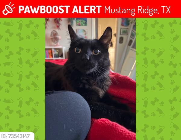 Lost Male Cat last seen Small Seed and Papaya Dr. in the Sunfield Neighborhood in Buda, Mustang Ridge, TX 78610