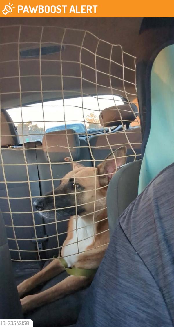 Found/Stray Female Dog last seen 10 mile, North Northwest Pensacola, FL 32514