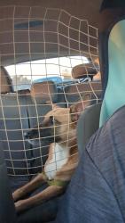 Found/Stray Female Dog last seen 10 mile, North Northwest Pensacola, FL 32514