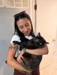 Lost Female Cat last seen Nearby the London Sports Park. Between Edna St and Maud St, London, ON N5Z 3K3