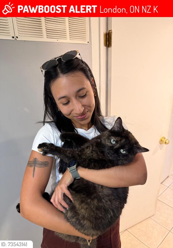 Lost Female Cat last seen Nearby the London Sports Park. Between Edna St and Maud St, London, ON N5Z 3K3