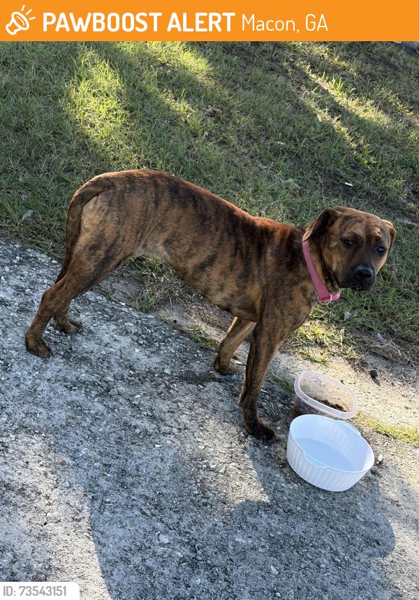 Found/Stray Female Dog last seen Union elementary, Macon, GA 31210