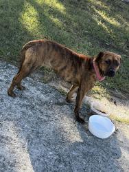 Found/Stray Female Dog last seen Union elementary, Macon, GA 31210