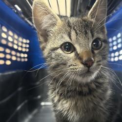 Shelter Stray Male Cat last seen , 124 Evergreen Ave, Newark, NJ 07114, USA