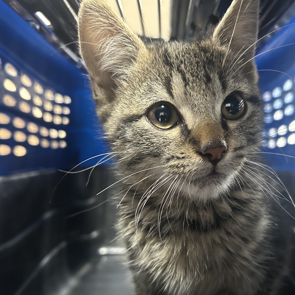 Shelter Stray Male Cat last seen , 124 Evergreen Ave, Newark, NJ 07114, USA