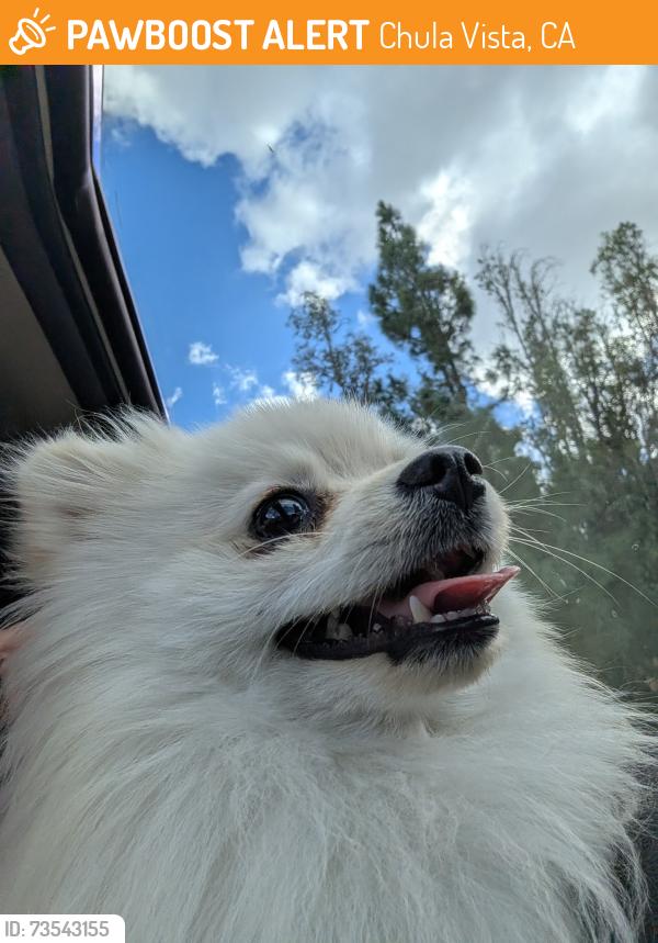 Found/Stray Unknown Dog last seen Hilltop Dr, Chula Vista, CA 91910