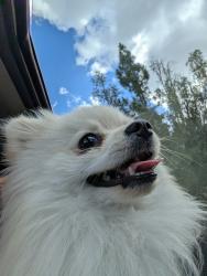 Found/Stray Unknown Dog last seen Hilltop Dr, Chula Vista, CA 91910