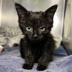 Shelter Stray Female Cat last seen , 4575 E Mesquite Ave, Palm Springs, CA 92264, USA