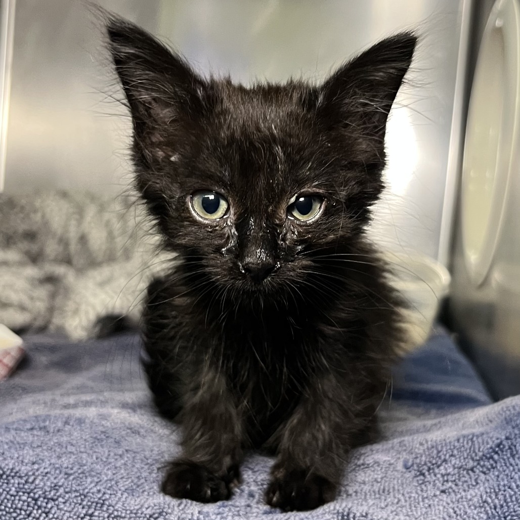 Shelter Stray Female Cat last seen , 4575 E Mesquite Ave, Palm Springs, CA 92264, USA