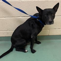 Shelter Stray Female Dog last seen , 2350 Appling City Cove, Memphis, TN 38133, USA