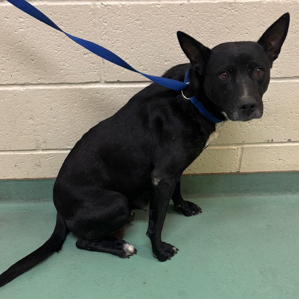 Shelter Stray Female Dog last seen , 2350 Appling City Cove, Memphis, TN 38133, USA