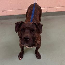 Shelter Stray Male Dog last seen , 2350 Appling City Cove, Memphis, TN 38133, USA