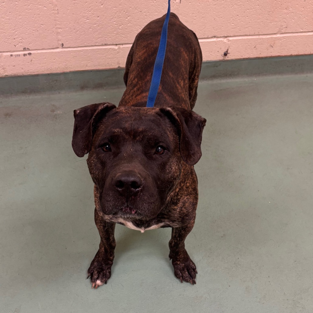 Shelter Stray Male Dog last seen , 2350 Appling City Cove, Memphis, TN 38133, USA