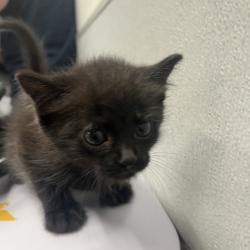 Shelter Stray Female Cat last seen , 3607 N Armenia Ave, Tampa, FL 33607, USA