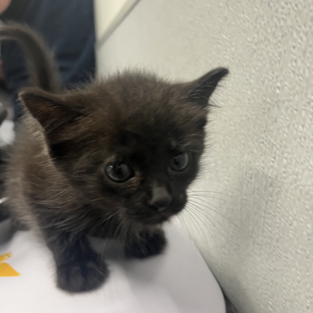 Shelter Stray Female Cat last seen , 3607 N Armenia Ave, Tampa, FL 33607, USA