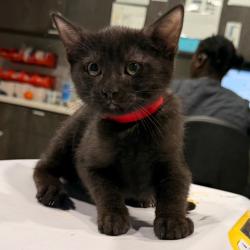 Shelter Stray Female Cat last seen , 3607 N Armenia Ave, Tampa, FL 33607, USA