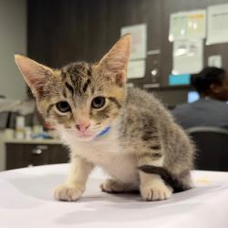 Shelter Stray Male Cat last seen , 3607 N Armenia Ave, Tampa, FL 33607, USA