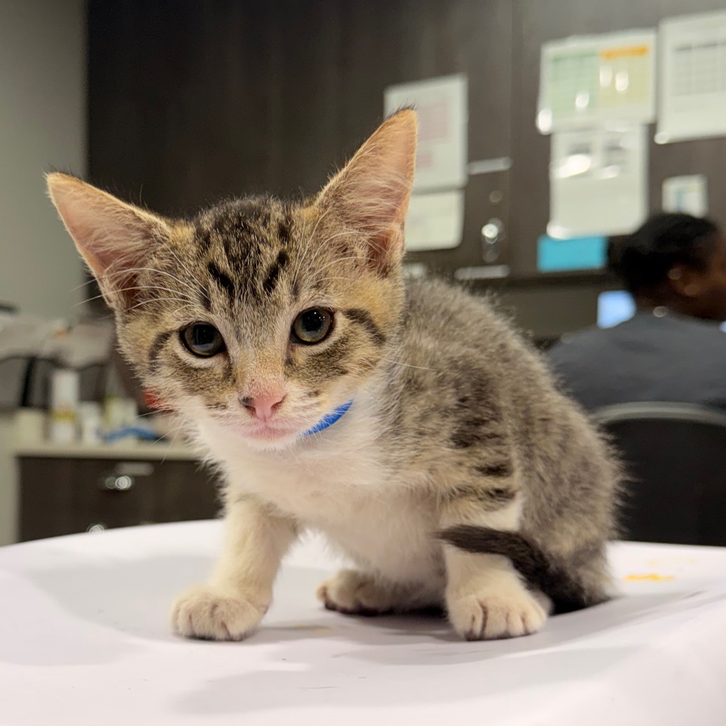 Shelter Stray Male Cat last seen , 3607 N Armenia Ave, Tampa, FL 33607, USA