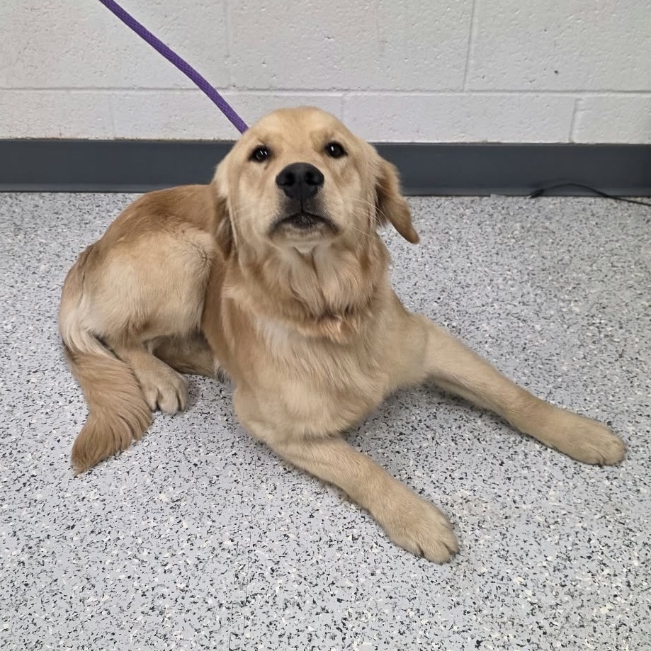Shelter Stray Male Dog last seen , 5801 Graye Ln, Caldwell, ID 83607, USA