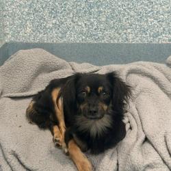 Shelter Stray Female Dog last seen , 12910 Yukon Ave, Hawthorne, CA 90250, USA