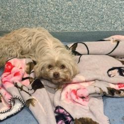 Shelter Stray Female Dog last seen , 12910 Yukon Ave, Hawthorne, CA 90250, USA