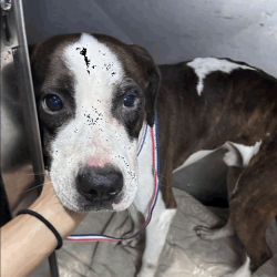 Shelter Stray Male Dog last seen , 3607 N Armenia Ave, Tampa, FL 33607, USA