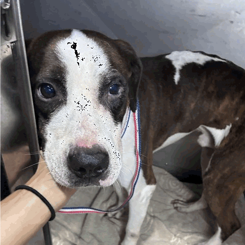 Shelter Stray Male Dog last seen , 3607 N Armenia Ave, Tampa, FL 33607, USA