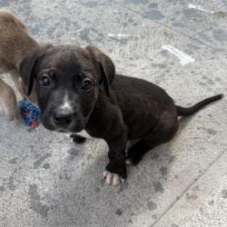 Shelter Stray Male Dog last seen , 3612 11th Ave, Los Angeles, CA 90018, USA