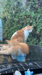 Lost Male Cat last seen Rockford and Birchton, Portage, MI 49024