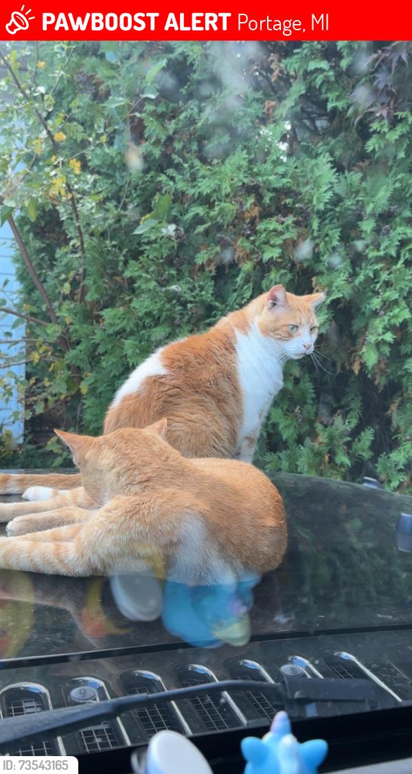 Lost Male Cat last seen Rockford and Birchton, Portage, MI 49024