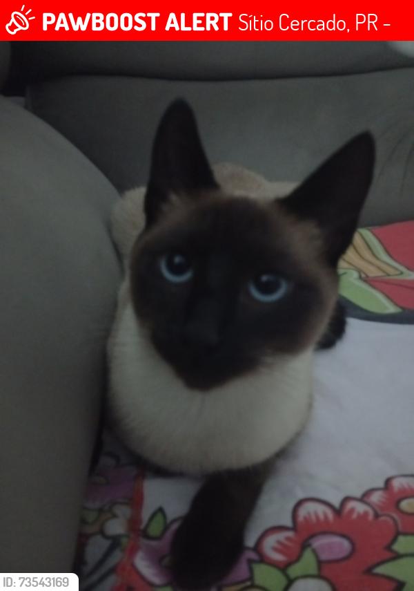 Lost Female Cat last seen linha do trem, Sítio Cercado, PR 81925-410