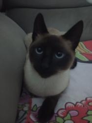 Lost Female Cat last seen linha do trem, Sítio Cercado, PR 81925-410
