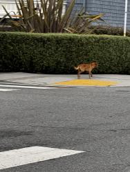 Found/Stray Male Dog last seen anza and 9th ran up 9th toward geary, San Francisco, CA 94118