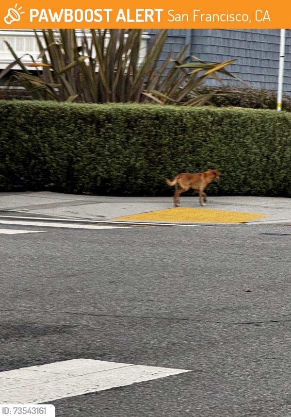 Found/Stray Male Dog last seen anza and 9th ran up 9th toward geary, San Francisco, CA 94118