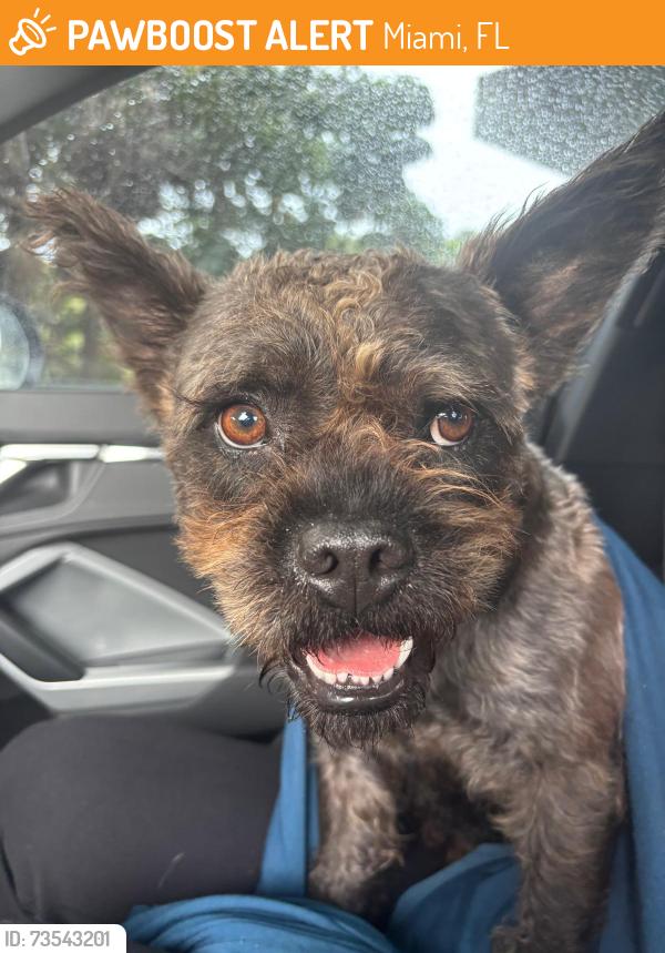 Found/Stray Male Dog last seen 27th ave, Miami, FL 33142