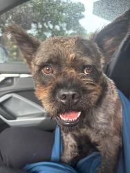 Found/Stray Male Dog last seen 27th ave, Miami, FL 33142