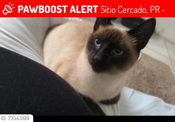 Lost Female Cat last seen Linha do trem, Sítio Cercado, PR 81925-410