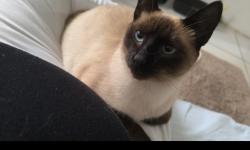 Lost Female Cat last seen Linha do trem, Sítio Cercado, PR 81925-410