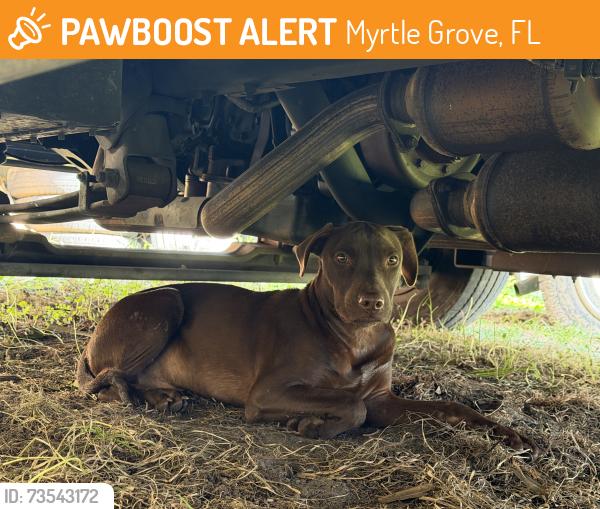 Found/Stray Male Dog last seen Myrtle Grove, Myrtle Grove, FL 32511