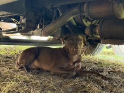 Found/Stray Male Dog last seen Myrtle Grove, Myrtle Grove, FL 32511
