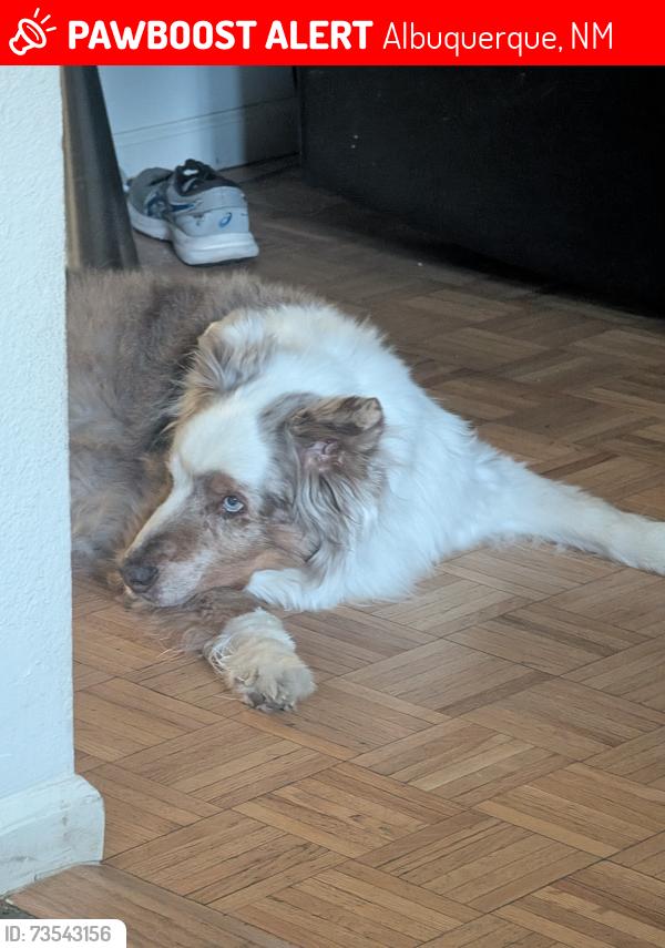 Lost Male Dog last seen Near sandia high school, Albuquerque, NM 87110