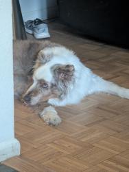 Lost Male Dog last seen Near sandia high school, Albuquerque, NM 87110