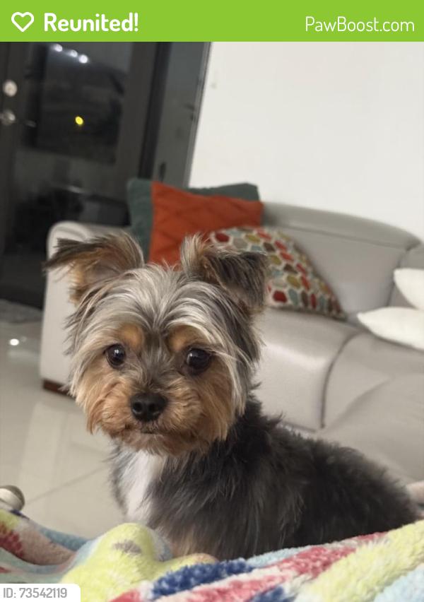 Reunited Male Dog last seen 12802sw 47th Terr 33175, Miami, FL 33175