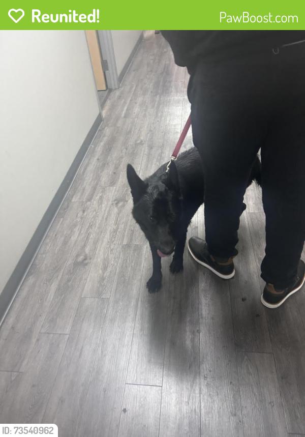 Reunited Female Dog last seen Parker Ave/Bell Ave, McClellan Park, CA 95652