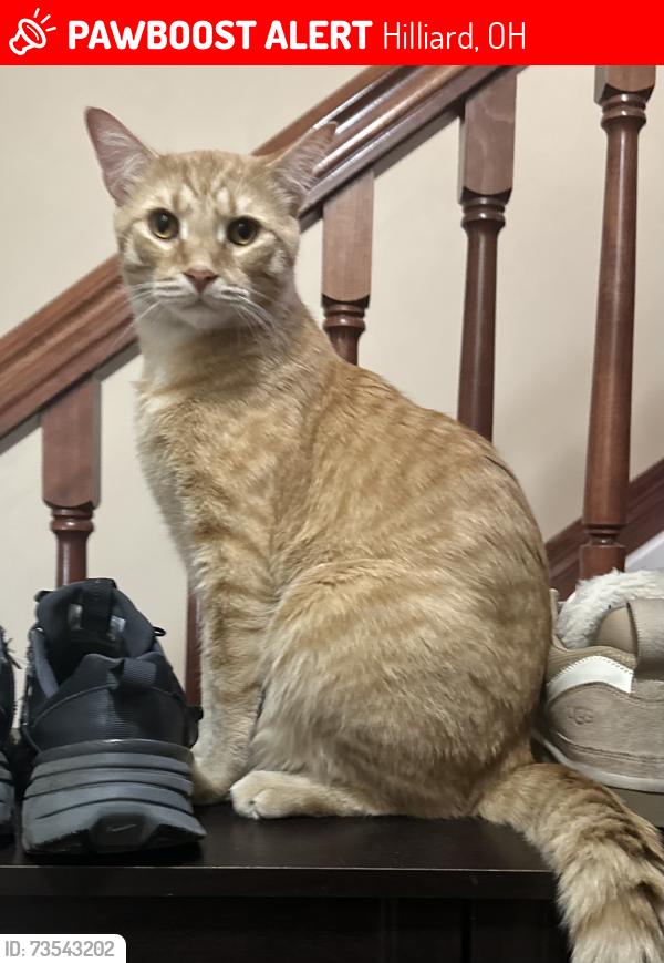 Lost Male Cat last seen Kitchen ct, Hilliard, OH 43026