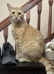 Lost Male Cat last seen Kitchen ct, Hilliard, OH 43026